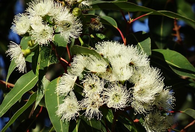 Bouquet d’eucalyptus