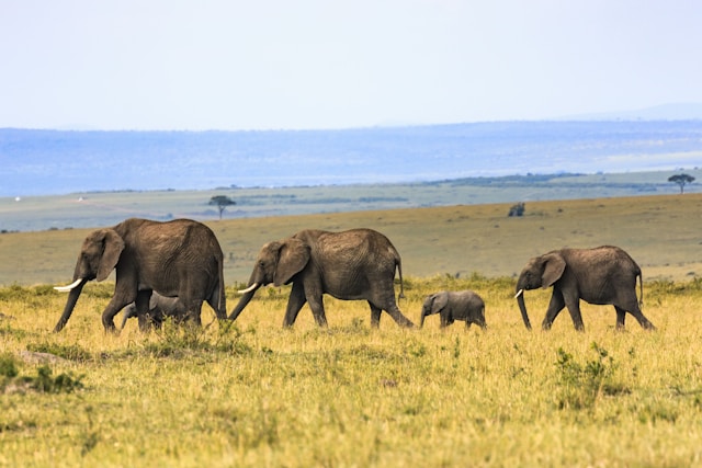 Parcs animaliers en Zambie