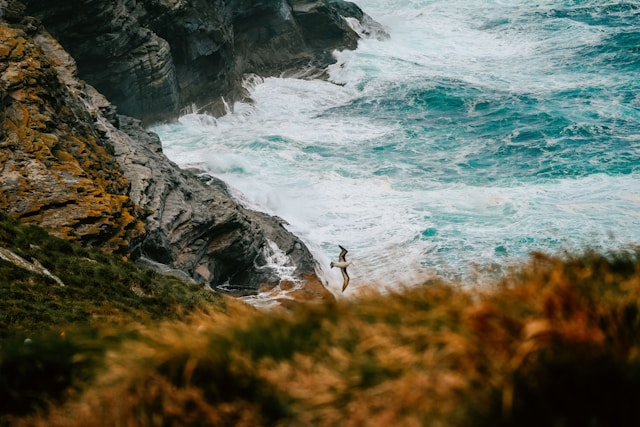 Les îles Malouines