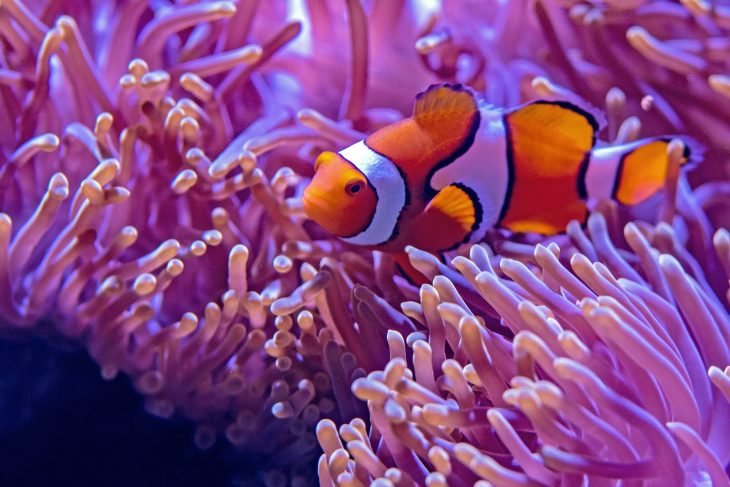 poissons les plus colorées