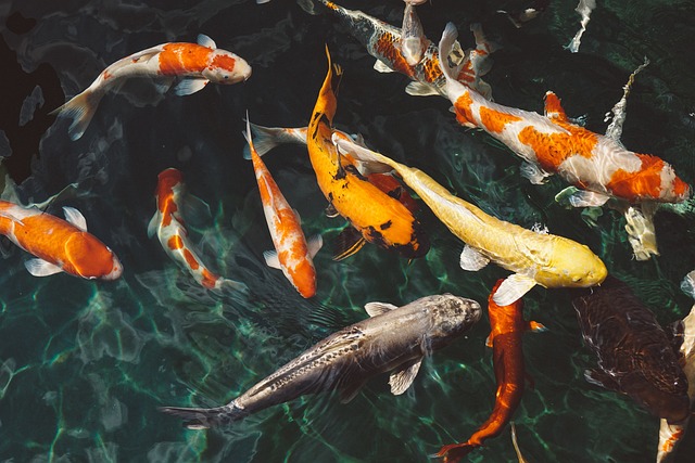 Santé de poissons tropicaux