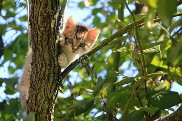 L'instinct du chat chasseur