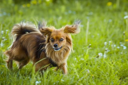 Les races de chiens les plus intelligentes : un aperçu des meilleurs compagnons canins