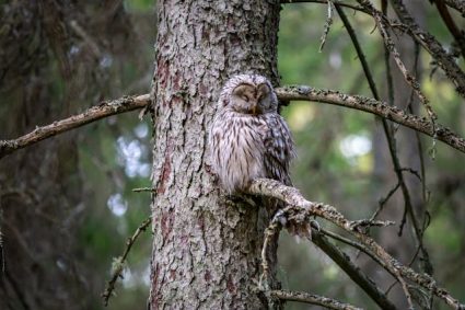 Les animaux nocturnes : mode de vie et comportements