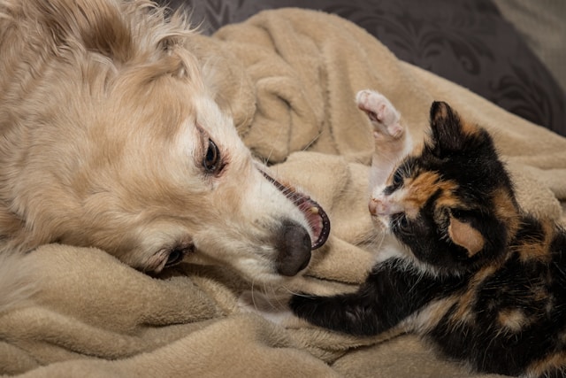 Conflits entre vos animaux