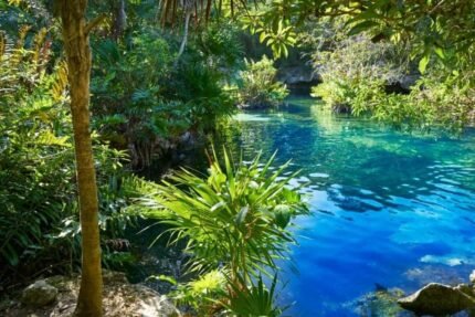 L'eau bleue cristalline de l'une des cénotes du Mexique, entourée d'une végétation de jungle verte luxuriante et d'arbres tropicaux, sous la lumière naturelle du soleil.
