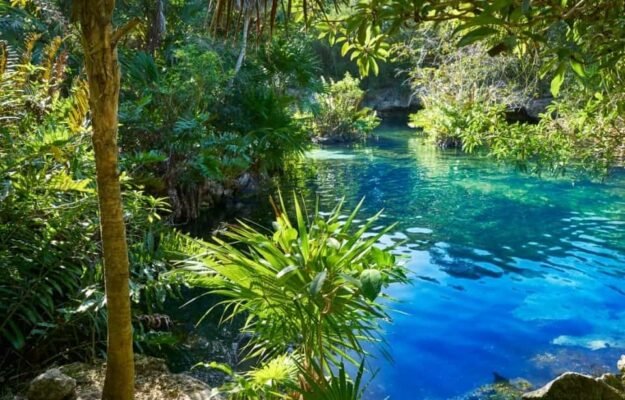 L'eau bleue cristalline de l'une des cénotes du Mexique, entourée d'une végétation de jungle verte luxuriante et d'arbres tropicaux, sous la lumière naturelle du soleil.