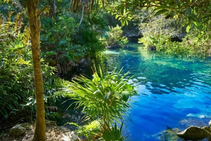 L'eau bleue cristalline de l'une des cénotes du Mexique, entourée d'une végétation de jungle verte luxuriante et d'arbres tropicaux, sous la lumière naturelle du soleil.